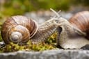 helix-grass-macro-animal-nature-snail-pomatia_121-71446.jpg